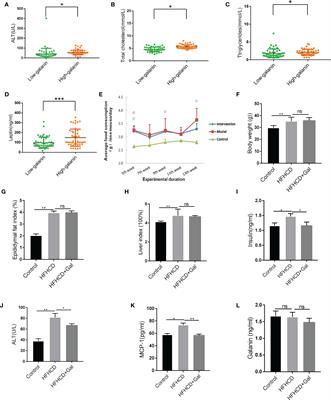 Galanin ameliorates liver inflammation and fibrosis in mice by activating AMPK/ACC signaling and modifying macrophage inflammatory phenotype